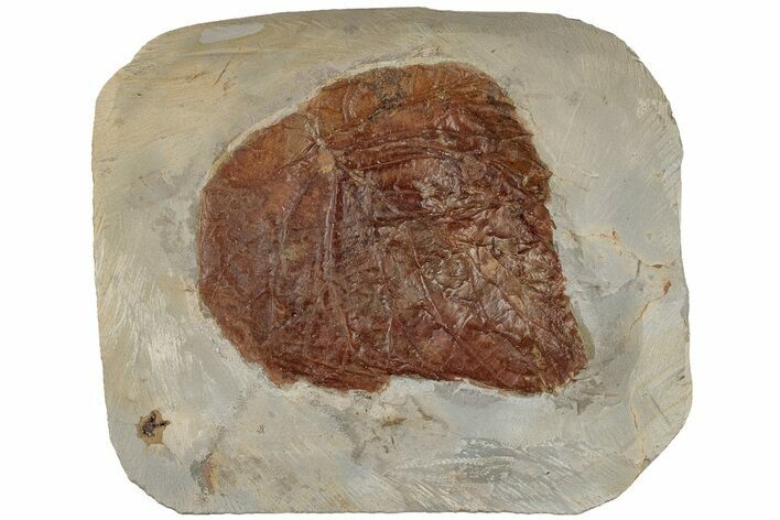 Paleocene Fossil Leaf - Montana #199575